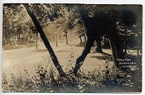 Freak Tree Scranton Ave. Lake Bluff